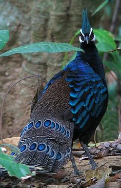 a blue and black bird is standing on the ground in front of some trees with green leaves