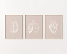 three framed prints with different types of heart and lungs