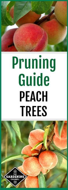 the pruning guide to peach trees with text overlay that reads pruning guide