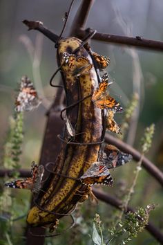 a bunch of bananas hanging from a tree branch with butterflies on it's back