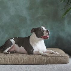 a black and white dog laying on top of a brown cushion next to a green wall