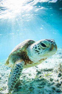 a turtle swimming in the ocean with sunlight shining on it's back and head