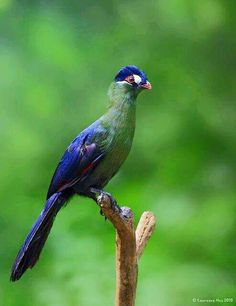 a blue and green bird sitting on top of a tree branch in front of trees