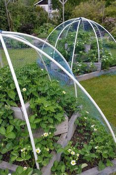 two greenhouses with strawberries growing in them