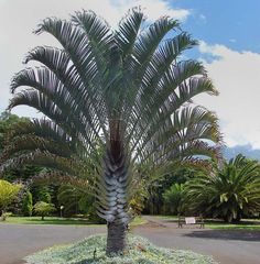 a palm tree in the middle of a parking lot