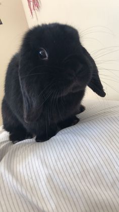 a black rabbit sitting on top of a bed