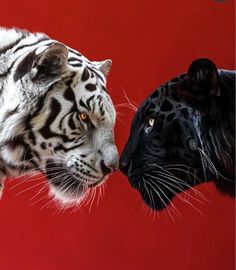 two white and black tigers facing each other on a red background with the same color