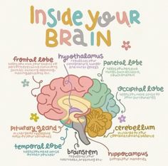 Frontal Lobe Development, Psychology Diagrams, Psychology Mind Map, Inside Your Brain, Learning Psychology, Psychology Notes, Psychology Studies, Mental Health Activities, Brain Facts