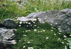 some white flowers are growing out of the moss on a rock in the middle of a field