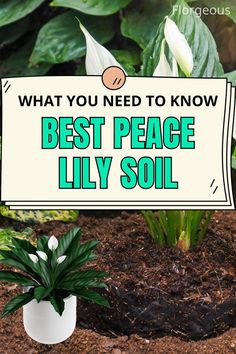 Peace Lily Soil Peace Lilies, Peace Lily Plant, Lily Plants, Dark Green Color, Peace Lily, Water Retention, Peat Moss, Low Lights