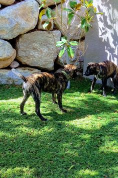 two dogs are standing in the grass near a rock wall