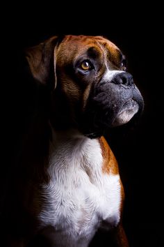 a brown and white dog sitting in front of a black background with the words,'squirrels are just tennis balls thrown by god '