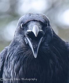 a close up of a black bird with a very large beak and long, sharp beak