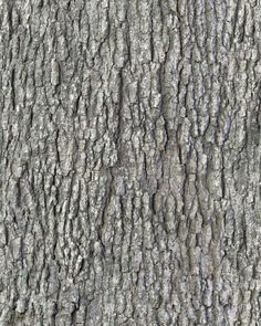 the bark of an old tree with no leaves