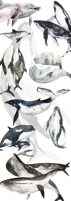 several different types of whales in watercolor on paper with the words, click to see more