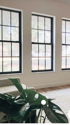 a living room with three large windows and a plant in the middle of the room