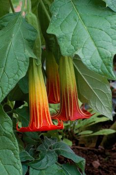 two red and yellow flowers with green leaves in the foreground, next to another plant