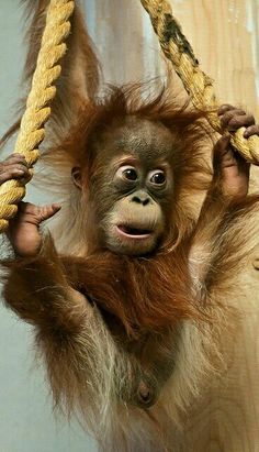 a baby oranguel hanging from a rope