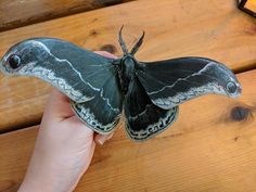 a large black and white butterfly sitting on top of a wooden table next to a person's hand