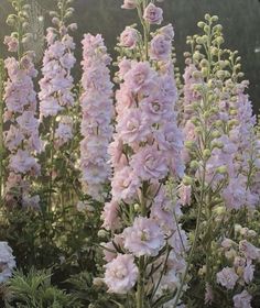 pink and white flowers growing in a garden