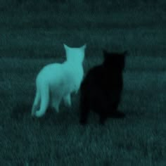 two black and white cats are standing in the grass at night, one is looking back