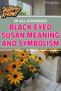 Black Eyed Susan Meaning Symbolism Black Eyed Susan Flower, Expressions Of Sympathy, Popular Gifts, Attract Butterflies, Black Eyed Susan, Black Eyed, Joy And Happiness