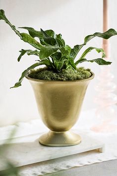 a potted plant sitting on top of a table