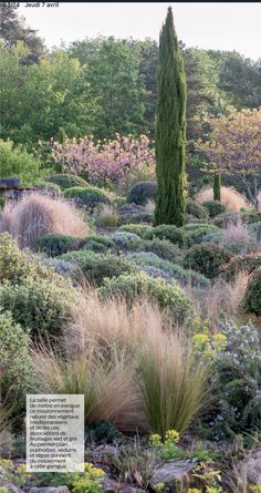 the garden is full of different types of flowers and plants, including grasses and trees