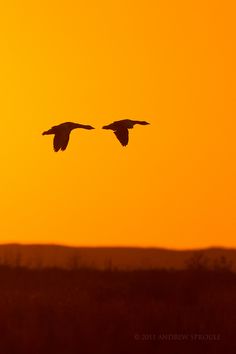 two birds flying in the air at sunset