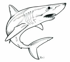 a black and white drawing of a shark