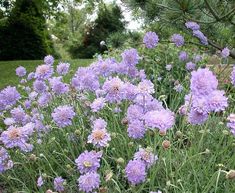 some purple flowers are growing in the grass