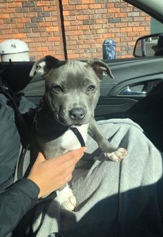 a person holding a dog in the back seat of a car