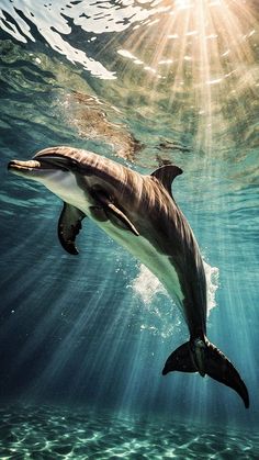 a dolphin swimming in the ocean with sunlight shining through water