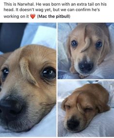 three pictures of a dog laying on top of a bed with the caption'this is narwhale he was born with an extra tail on his head, it doesn '