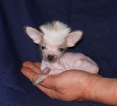 a small white dog sitting on top of someones hand next to a blue cloth