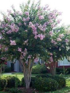 a tree with pink flowers in front of a house