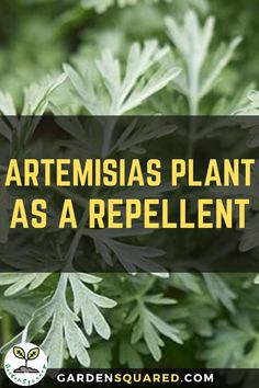 an image of some green plants with the words artemias plant as a repellent