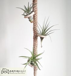 two air plants are hanging from a rope