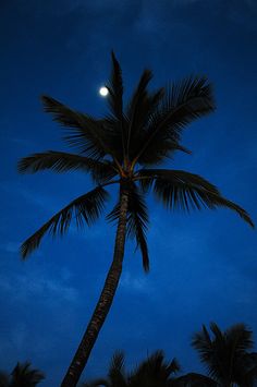 a palm tree with the moon in the background