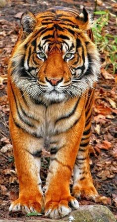 a large tiger walking across a forest covered in leaves and grass with the caption's name on it