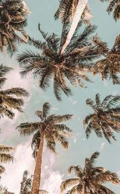 the palm trees are reaching up into the sky