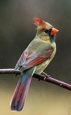 a small bird sitting on top of a branch with red and blue feathers perched on it's head