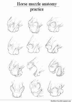 how to draw horse muzzle anatomy practice