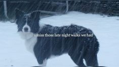 a black and white dog standing in the snow with words written below it that says, i miss those late night walks we had