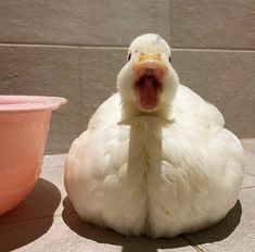 a white duck sitting on the ground next to a pink flower pot and a cement wall