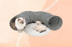 two cats are sitting in a cat bed