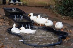 several ducks are standing in the water and drinking