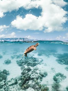 a turtle swimming in the ocean on top of some corals with clouds above it