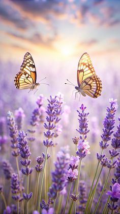 two butterflies are flying over lavender flowers