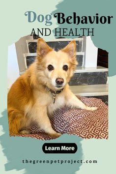 a dog sitting on top of a rug in front of a window with the words dog behavior and health